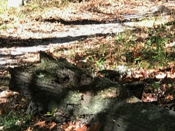  Resident chipmunk 