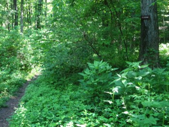  path to spring 