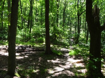  path down to Rocky Run 