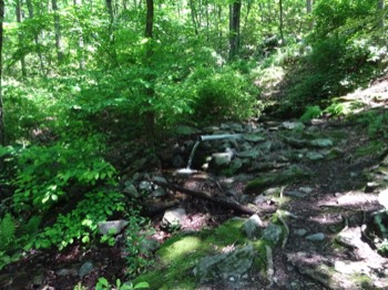  piped spring 