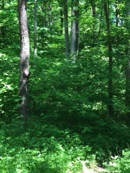 Trail to privy 